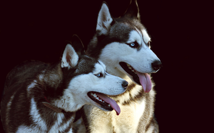 Perros Husky, mascotas, close-up, animales lindos, ojos azules, el Husky Siberiano, el peque&#241;o Husky, lindo perro, perros Husky Siberiano