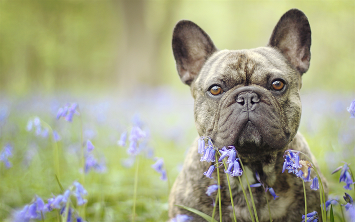 Bulldog francese, piccolo grigio cane, bokeh, animali, fiori selvatici, cani