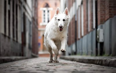 white swiss shepherd dog, big white dog, pets, street, cute animals, dogs
