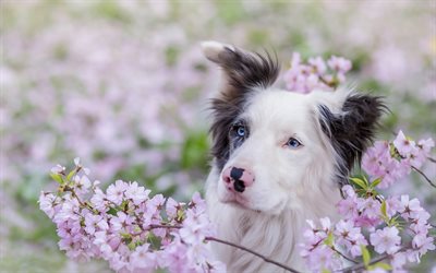 Australian Shepherd, pink flowers, bokeh, cute Aussie, blue eyes, pets, dogs, Aussie, Australian Shepherd Dog, cute animals, Aussie Dog