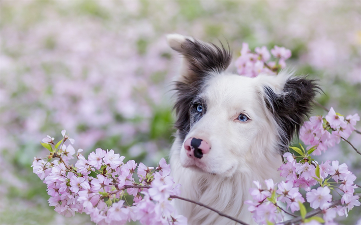 ダウンロード画像 豪州羊飼い ピンクの花 ボケ かわいいオーストラリア 青い眼 ペット 犬 オーストラリア 豪州羊飼い犬 かわいい動物たち オーストラリア犬 フリー のピクチャを無料デスクトップの壁紙