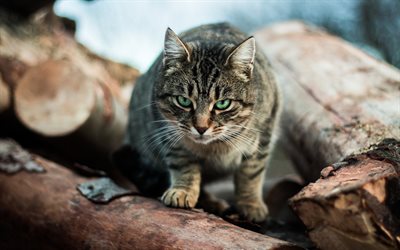 4k, American Bobtail, bokeh, pets, close-up, green eyes, domestic cat, cute animals, cats, American Bobtail Cat