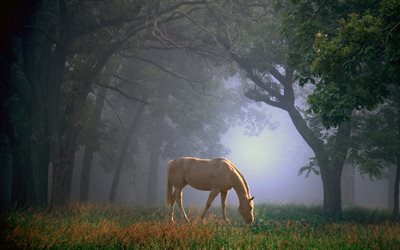 beautiful horse, forest, morning, fog, brown horse, trees