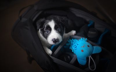 Border Collie, puppy, bag, cute animals, pets, black border collie, dogs, Border Collie Dog