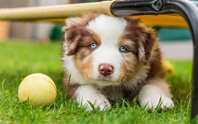 brown white aussie, puppy, little brown dog, puppy with blue eyes, Australian Shepherd, cute animals, dogs