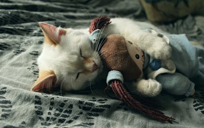 Ragdoll, kittem, denectic cat, sleeping cat, cute animals, small Ragdoll, cats, pets, Ragdoll Cats