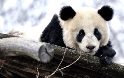 panda, s&#246;t nallebj&#246;rn, vinter, giant panda