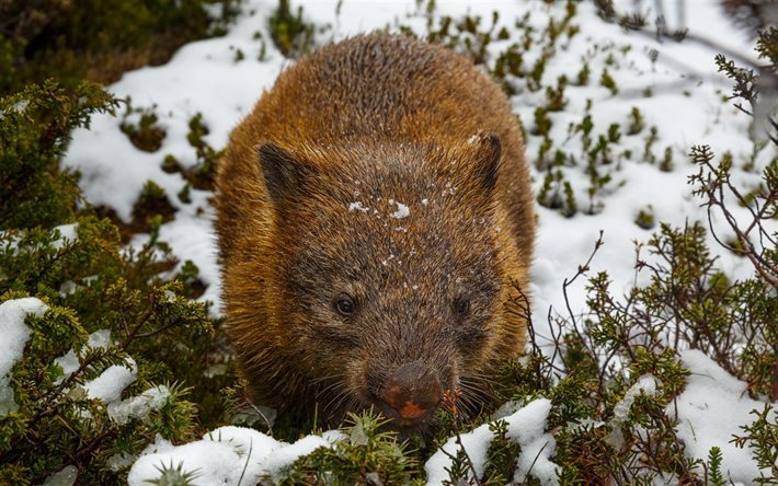 wombat, inverno, neve, Austr&#225;lia, marsupial