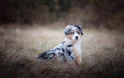 Aussie, Little Puppy, Dog, Australian Shepherd, Pets