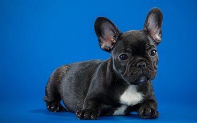 4k, french bulldog, pets, puppy, cute animals, dogs, black french bulldog, bulldogs