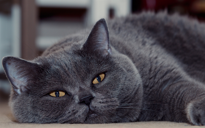 British shorthair cat, gray fluffy cat, domestic cats, cute animals, cats