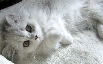 Turkish Van, pets, white cat, kitten, cute animals, cats, Turkish Van Cat, domestic cat