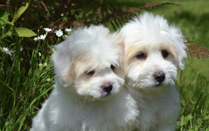 Havanese, Bichon, bianco soffici cuccioli, 4k, carino cani, cuccioli