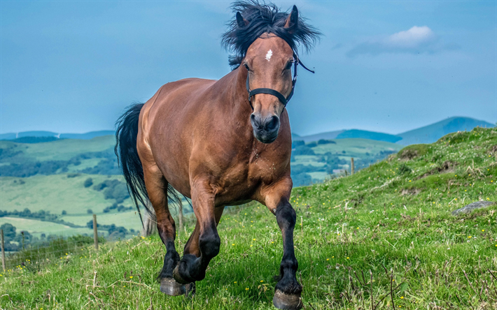 cavalo castanho, paisagem de montanha, grama verde, grande cavalo