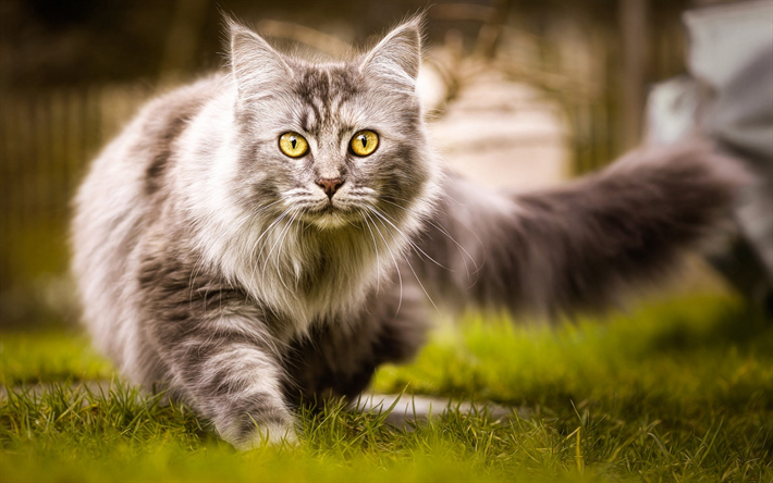 gray fluffy cat, green eyes, domestic cats, green grass, cute animals, cats