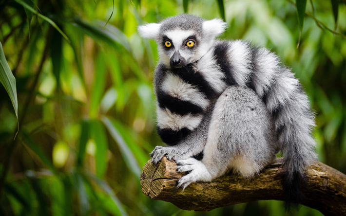 lemur, Madagascar, forest, rare animals, branch, wildlife
