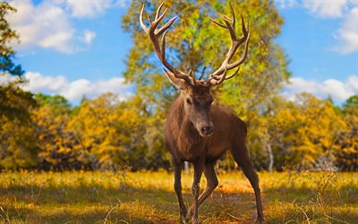 brown deer, large horns, forest, autumn, forest animals