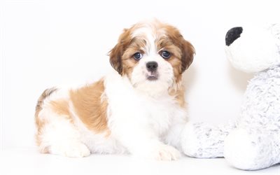 Shih-Tzu Cucciolo, piccolo cane carino, bianco, marrone, cucciolo, animali domestici
