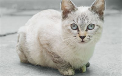 4k, American Shorthair Cat, white cat, pets, cute animals, cats, American Shorthair