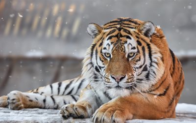 O tigre de Amur, inverno, neve, predador, a vida selvagem, tigres
