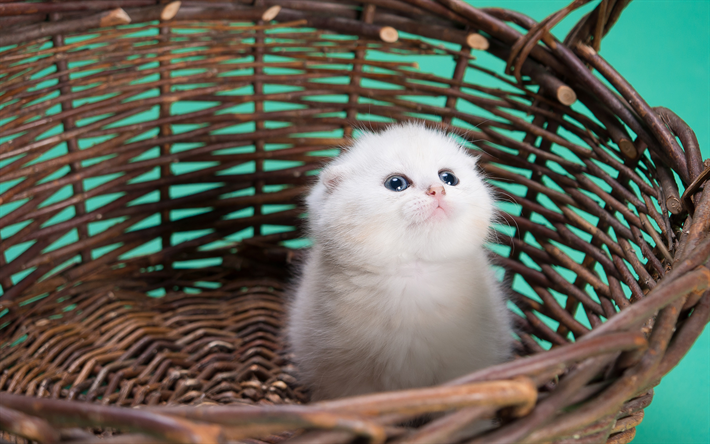 small white kitten, basket, fluffy kitten, cute cats, pets