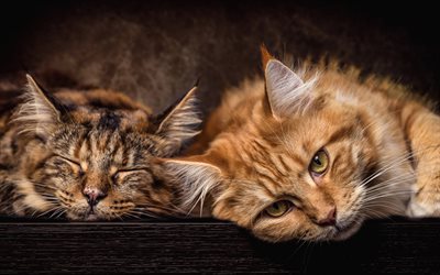 maine coon, furry cats, cute animals, friendship concepts, cats