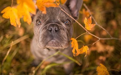 bulldog franc&#234;s, c&#227;o pequeno bonito, animais de estima&#231;&#227;o, cachorros, filhotes, outono
