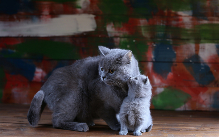 British shorthair gatos, gris gatos, animales lindos, la madre y el cachorro, gatito gris, mascotas