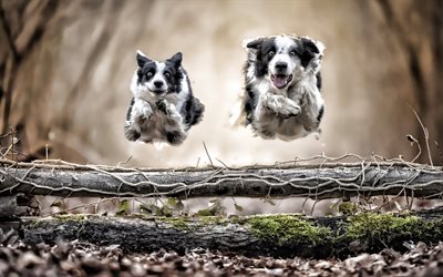 Two Border Collie, dogs flying dogs, cute animals, bokeh, pets, autumn, Border Collie, HDR, black border collie, dogs, Border Collie Dog