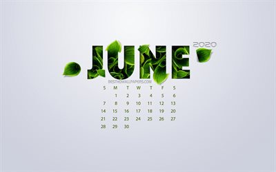 June 2020 Calendar, eco concept, green leaves, June, white background, 2020 summer calendar, 2020 concepts, 2020 June Calendar