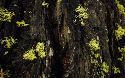l'écorce de l'arbre de la texture, de l'arbre avec des feuilles vertes, une texture de bois, de l'écorce texture