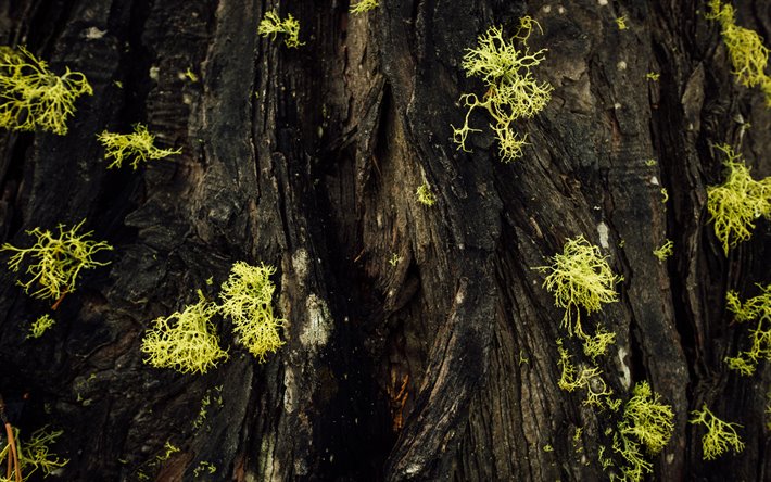 la corteccia dell&#39;albero texture, albero con foglie verdi, legno, texture, texture corteccia
