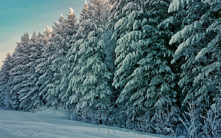 winter, snowy fir trees, beautiful nature, forest, snowdrifts, winter landscapes