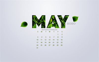 Maj 2020 Kalender, eco-konceptet, gr&#246;na blad, Maj, vit bakgrund, 2020 v&#229;ren kalender, 2020 begrepp, &#197;r 2020 Kan Kalender