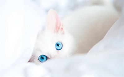 Turkisk Angora, katt med bl&#229; &#246;gon, katter, vit katt, husdjur, bokeh, Turkisk Angora Katt