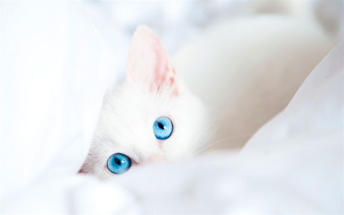 Angora turco, el gato con ojos azules, gatos, gato blanco, mascotas, bokeh, Gato Angora turco