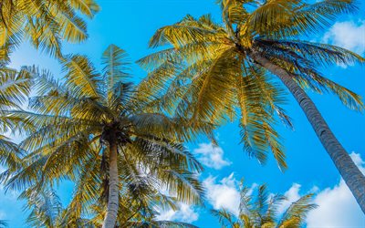 les palmiers de noix de coco, &#233;t&#233;, &#238;les tropicales, de feuilles de palmiers, des palmiers