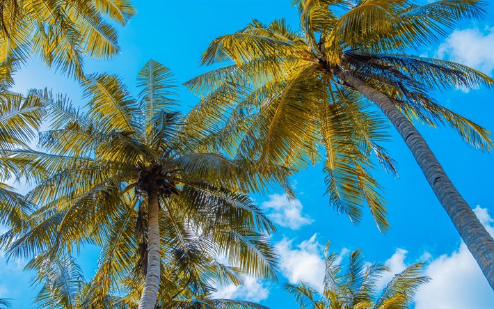 palmeras con cocos, verano, islas tropicales, hojas de palma, las palmas