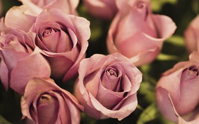 rosas cor-de-rosa, flores cor de rosa, rosas, fundo com rosas, lindas flores, floral de fundo