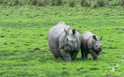 rinoceronti, fauna selvatica, erba verde, gli animali selvatici, il rinoceronte, la famiglia, il piccolo rinoceronte