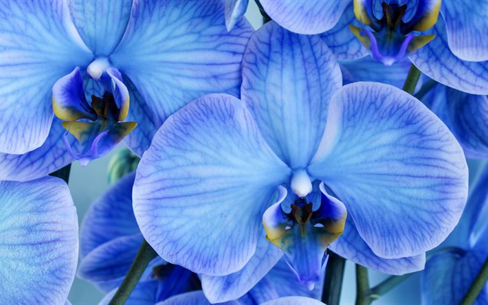 blaue orchideen, hintergrund mit orchideen, sch&#246;ne blaue blumen, orchideen, tropische blumen