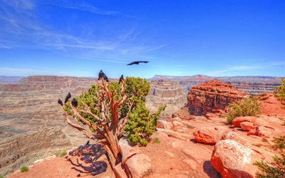 Grand Canyon, desert, red stone, red rocks, Arizona, mountains, USA