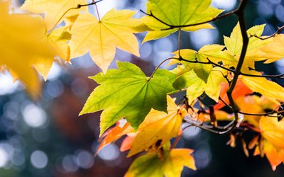 autunno, foglie gialle, giallo alberi, ramo
