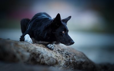 Border Collie, black dog, pets, forest