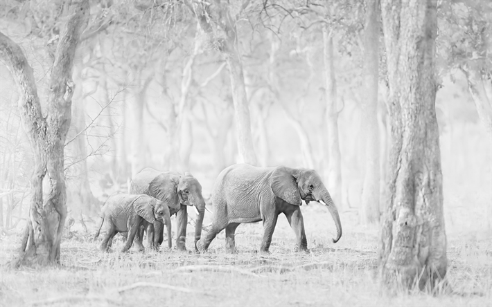 Elephants, wild nature, India, forest, monochrome, elephant family, little elephant