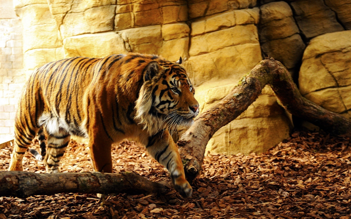 tiger, predator, wildlife, small animals, large tiger