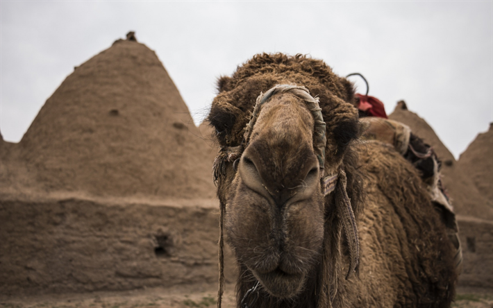 kamel, Egypten, Afrika, &#246;knen, sand, turism