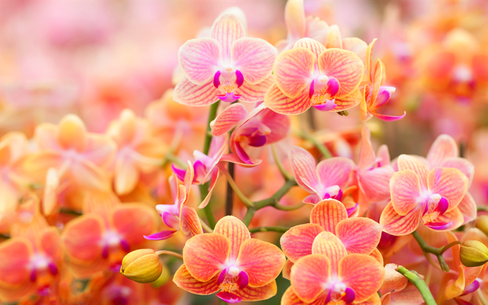 oranssi orkideat, silmut, oksat, kauniita kukkia, orkideat