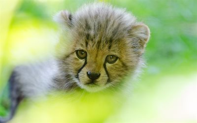 gepardi, 4k, cub, s&#246;p&#246;j&#228; el&#228;imi&#228;, saalistajat, wildlife