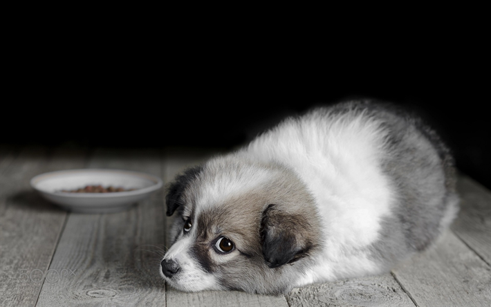 little fluffy gray puppy, border collie, cute animals, dogs, pets